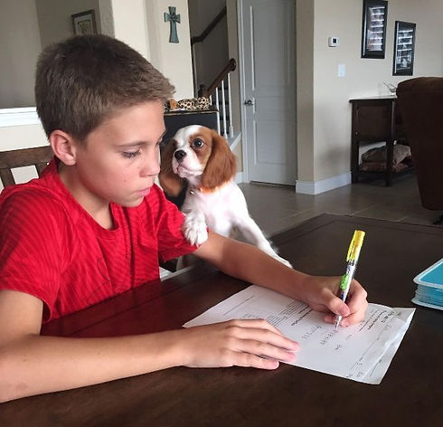 A young boy doing homework at the dining table with a Blenheim Cavalier puppy leaning against his arm
