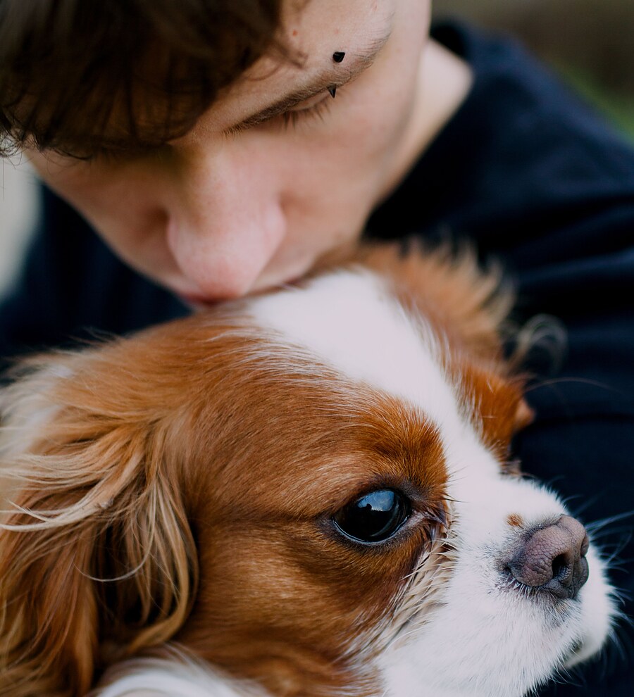 A person gently kissing the head of an affectionate Blenheim Cavalier King Charles Spaniel