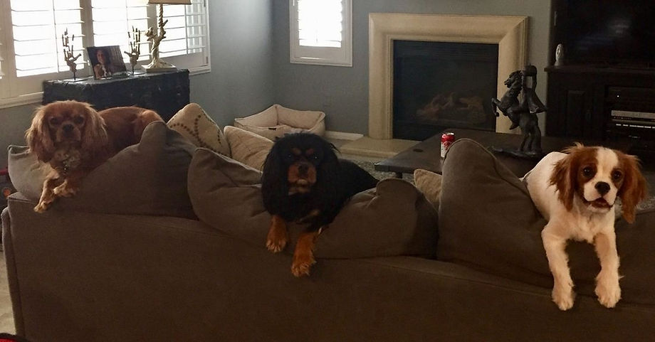 Three Cavalier King Charles Spaniels lounging together on the family living-room couch by a stone fireplace