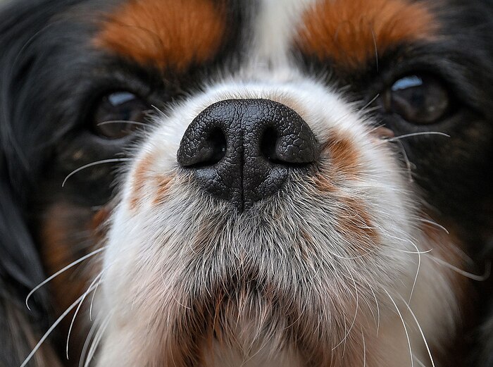 Close-up of a tricolor Cavalier King Charles Spaniel's nose and soulful eyes