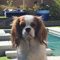 Lady Chanel Grace, a Blenheim Cavalier King Charles Spaniel, retired dam