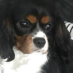 Lady Elizabeth Arden, a tricolor Cavalier King Charles Spaniel, retired dam