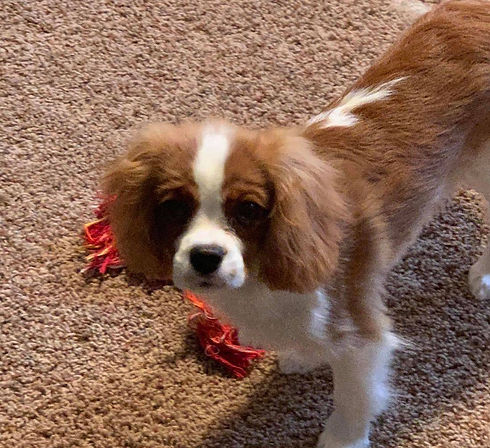 A Blenheim Cavalier puppy playing with a red toy on the carpet at home