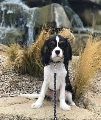 Mickey, a Cavalier King Charles Spaniel placed with a Heaven Sent family
